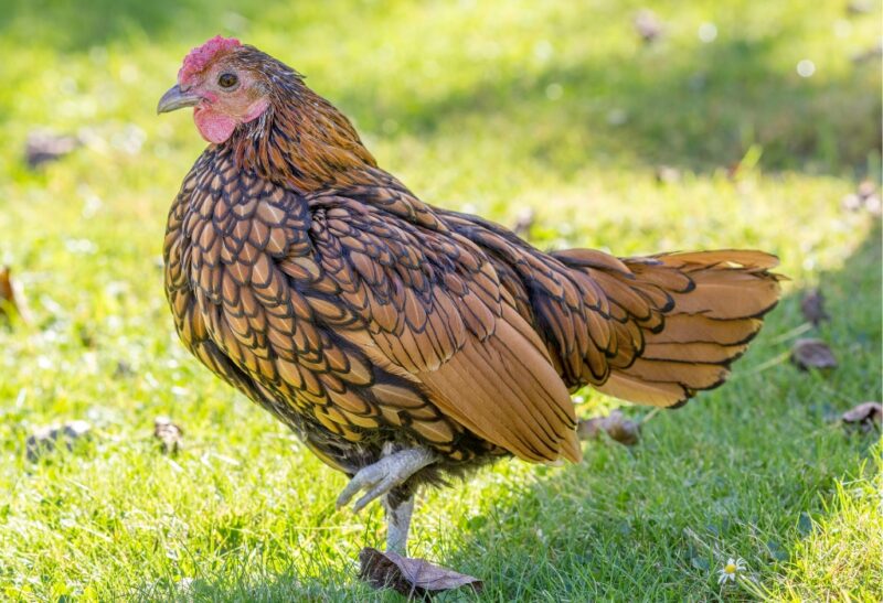 What Are Sebright Chickens