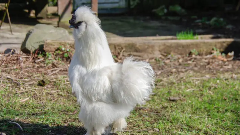 What Are Silkie Chickens
