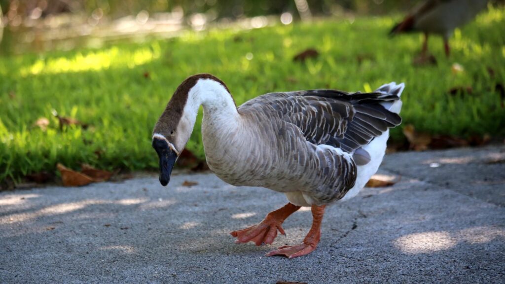 What Do African Geese Eat