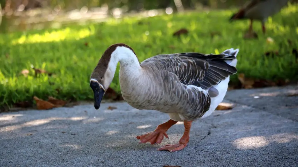 What Do African Geese Eat