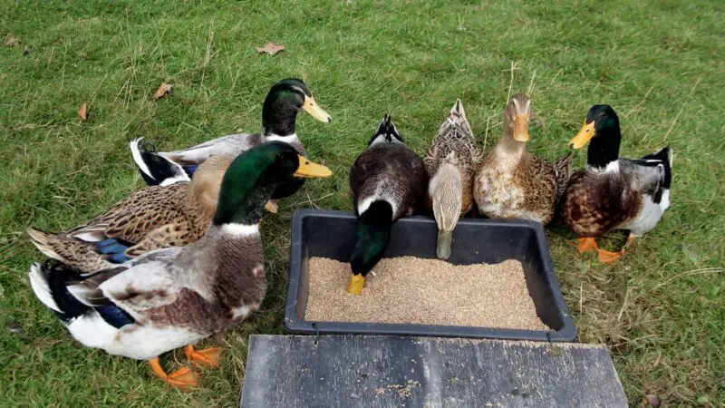 What Do Rouen Ducks Eat