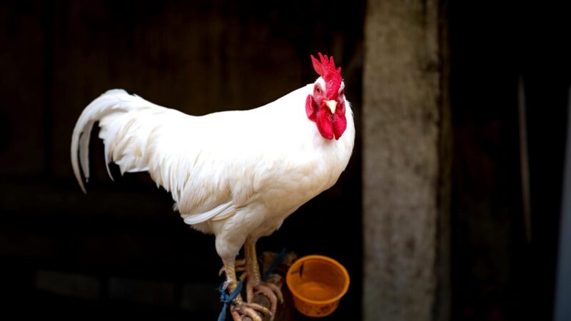 What Do Yokohama Chickens Eat