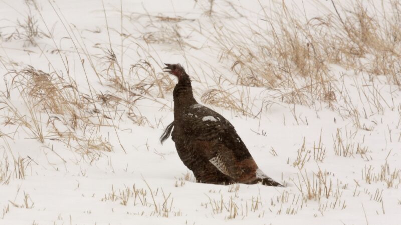 What Happens to Turkeys in the Winter