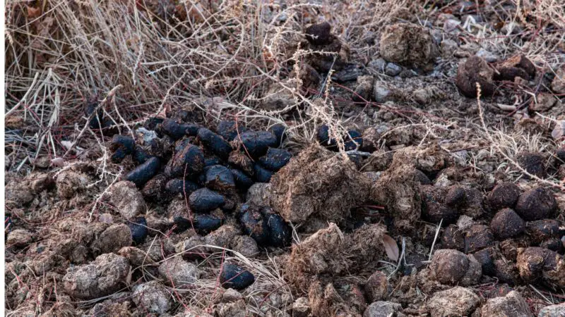 what-does-a-healthy-horse-poop-look-like-with-pictures-farm-and-chill