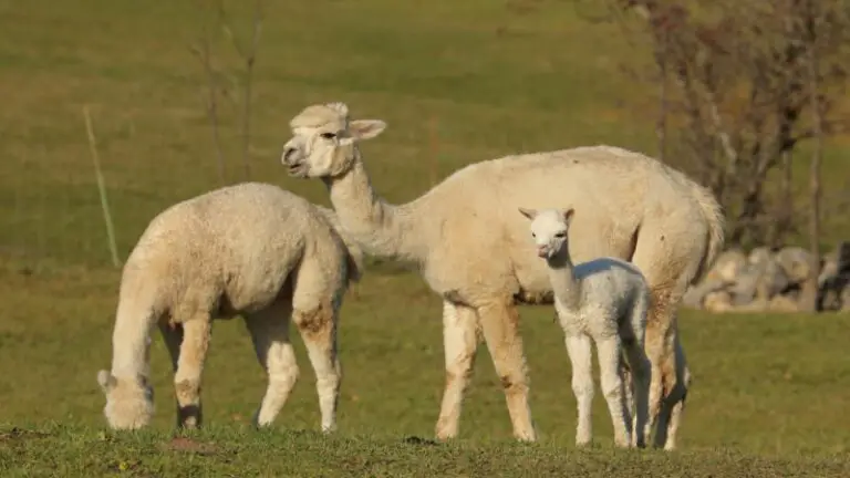 Trimming Alpaca’s Toenails | How Often Should Be Done? - Farm and Chill