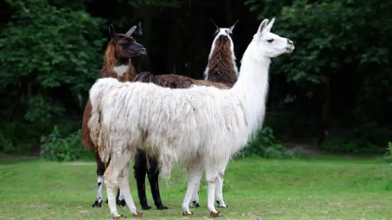 Trimming Alpaca’s Toenails | How Often Should Be Done? - Farm and Chill