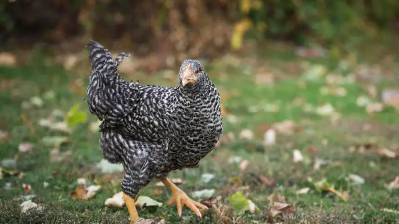 What’s Special About Java Chickens