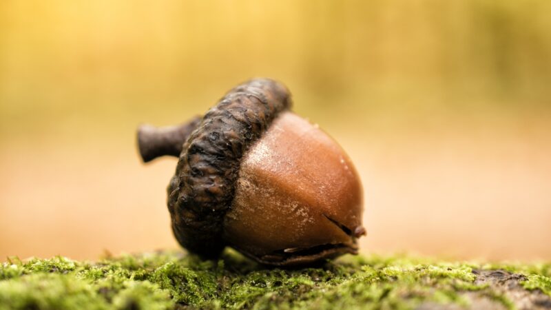 Acorn