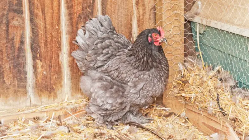 Andalusian Chicken Temperament