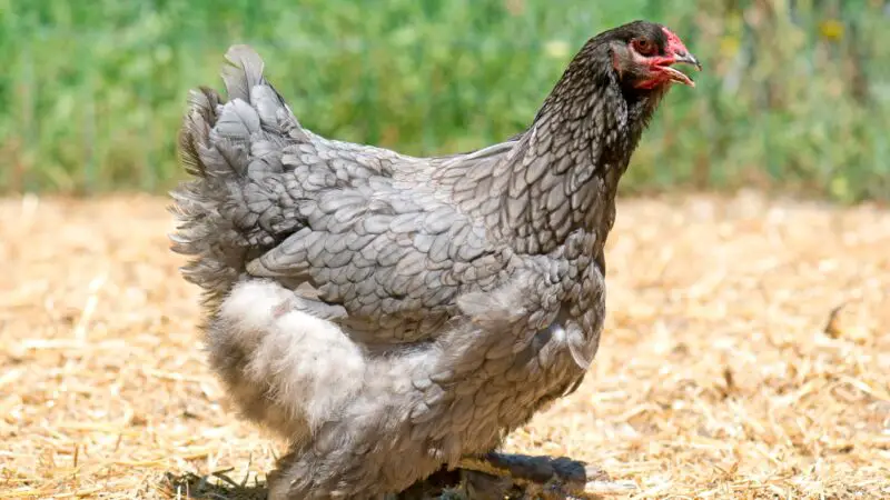 Are Andalusian Chickens Aggressive