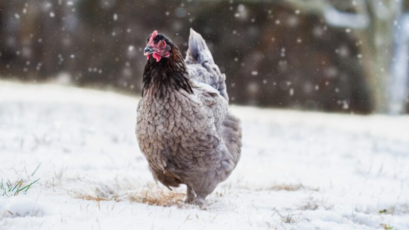 Are Andalusian Chickens Broody