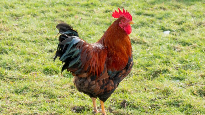 Are Langshan Chickens Friendly