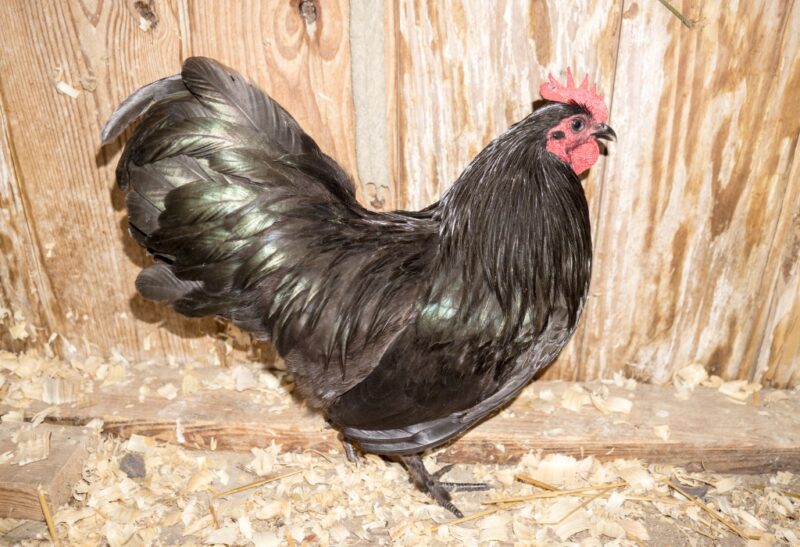Are Langshan Chickens Rare