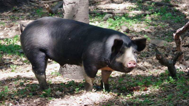 Are Ossabaw Island Pigs a Heavy Breed