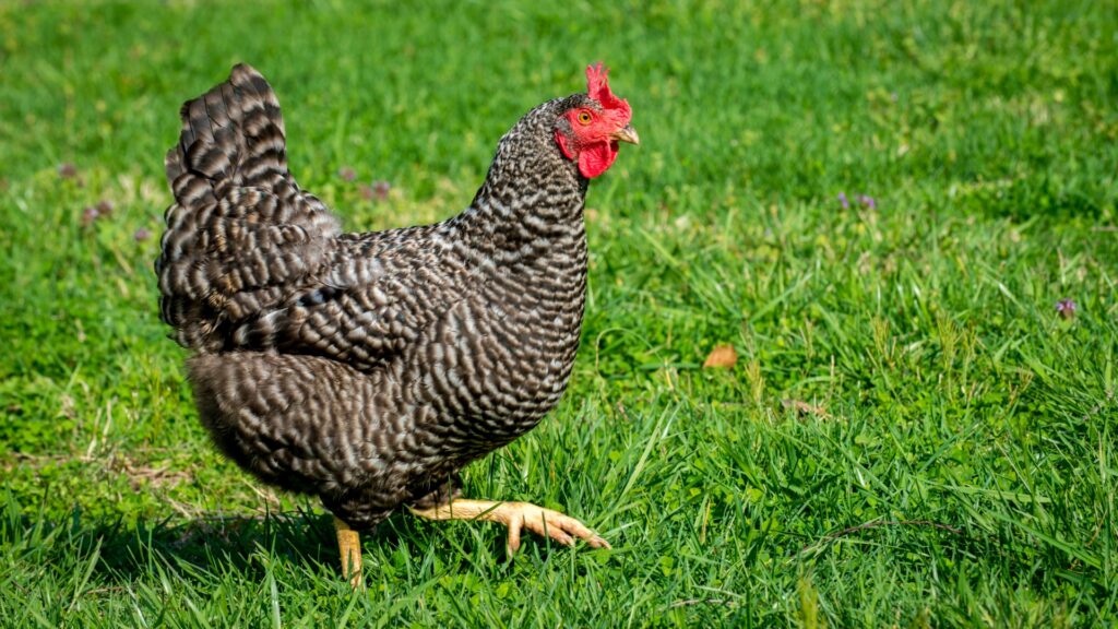 Are Plymouth Rock Chickens Aggressive