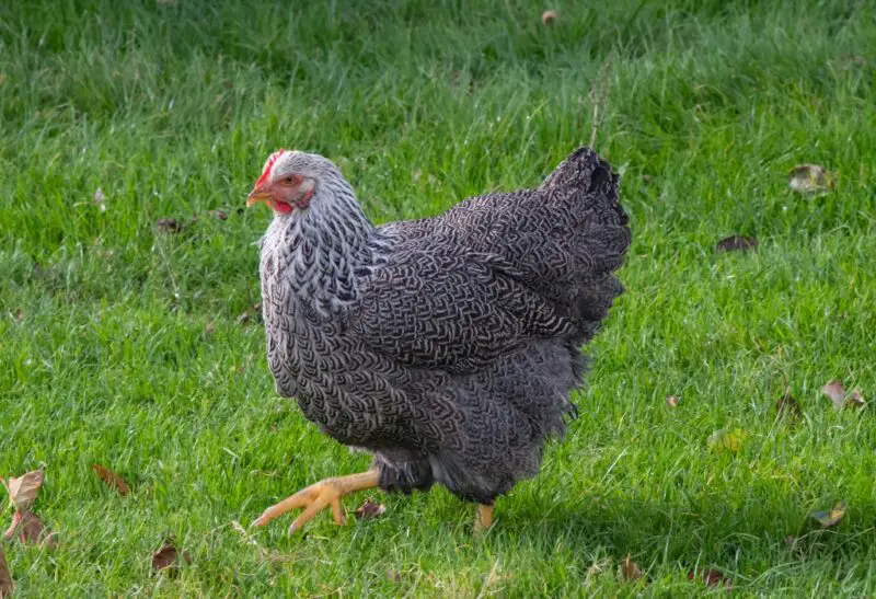 Are Plymouth Rock Chickens Good Layers