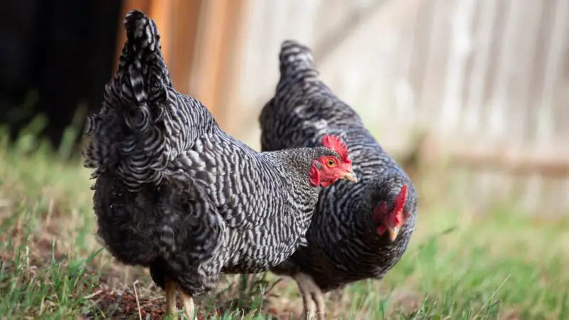 Breeding Plymouth Rock Chickens