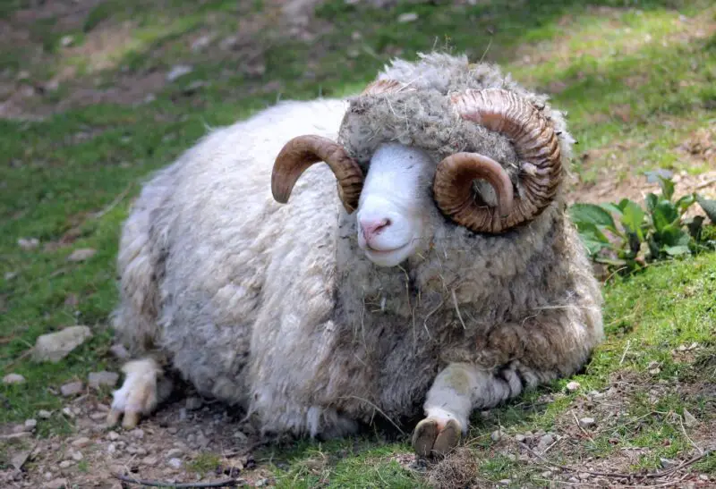 Dorset Horn Sheep