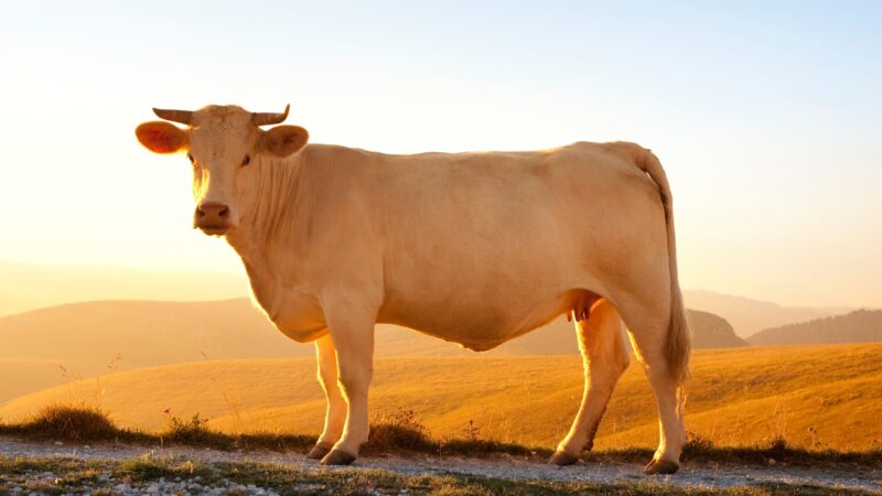 How Long Do Beef Cows Live