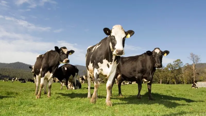 How Long Do Dairy Cows Live