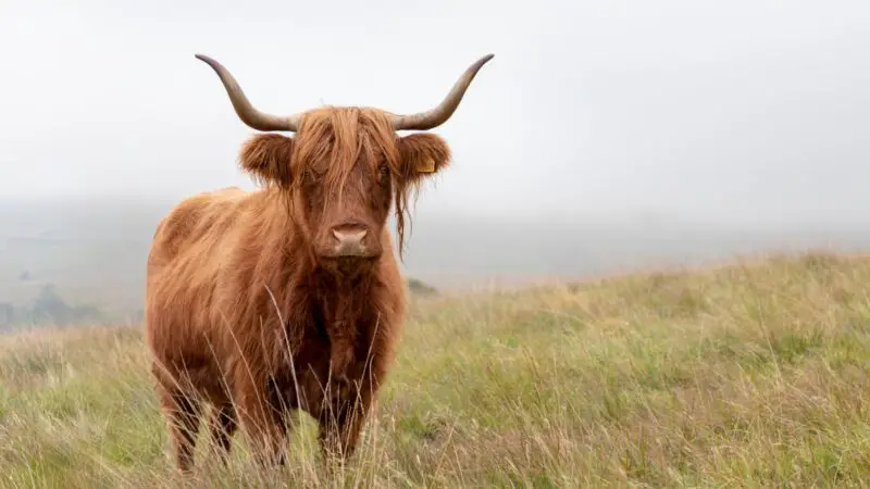 How Long Do Highland Cows Live