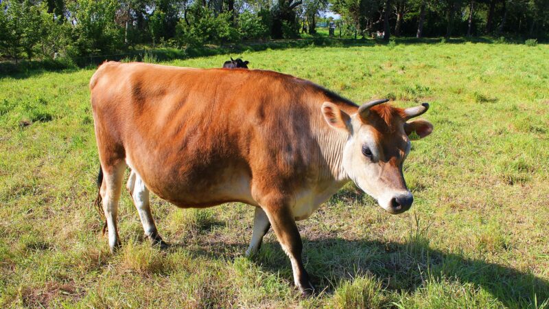 How Long Do Jersey Cows Live