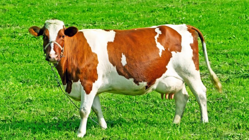 How Long Do Milk Cows Live