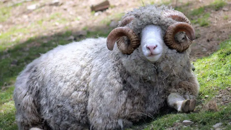 How Much Does a Dorset Horn Sheep Cost