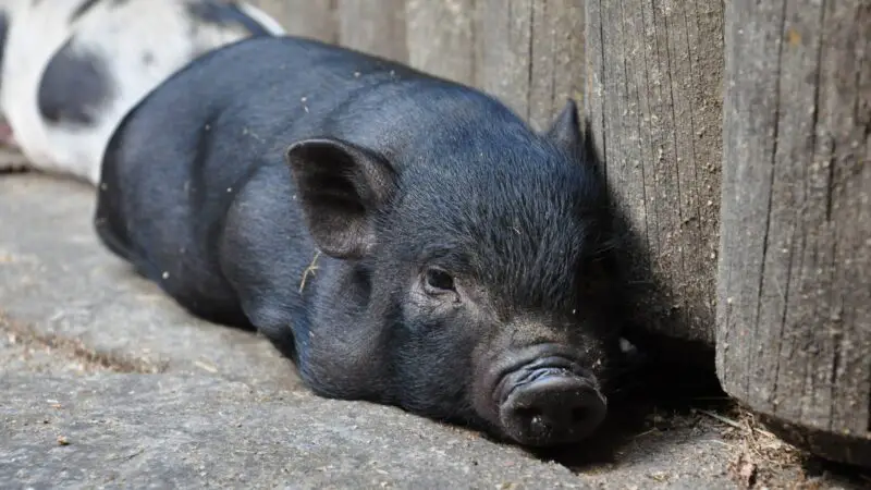 Ossabaw Island Pig History