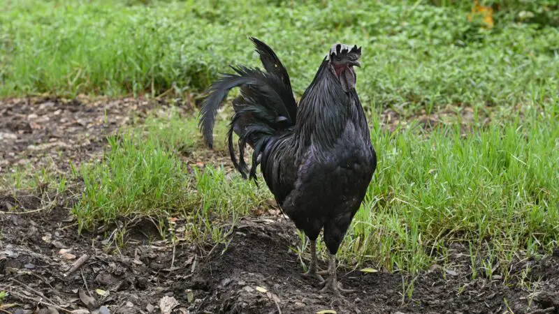 Where Do Andalusian Chickens Originate