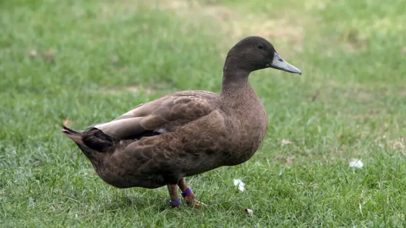 Are Campbell Ducks Good Pets