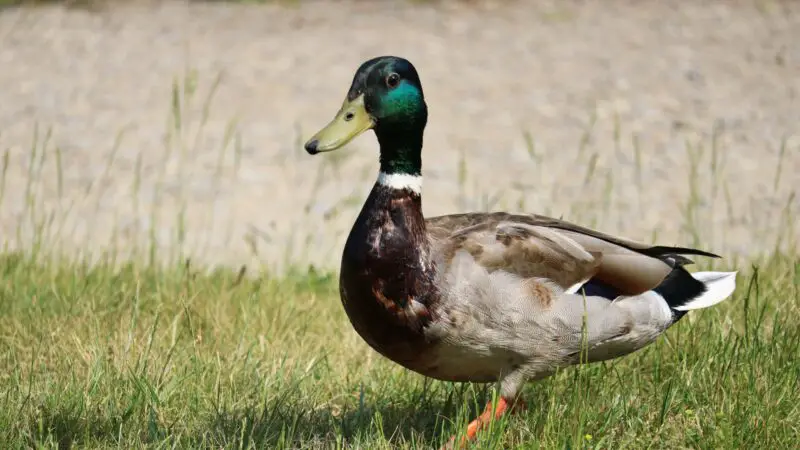 dutch hookbill ducks