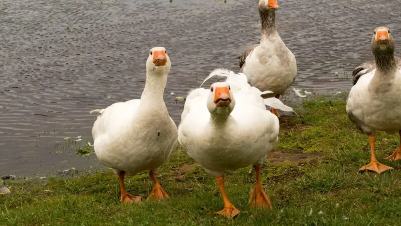 Are Sebastopol Geese Rare