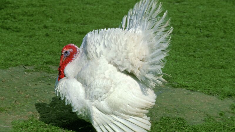 Beltsville Small White Turkey