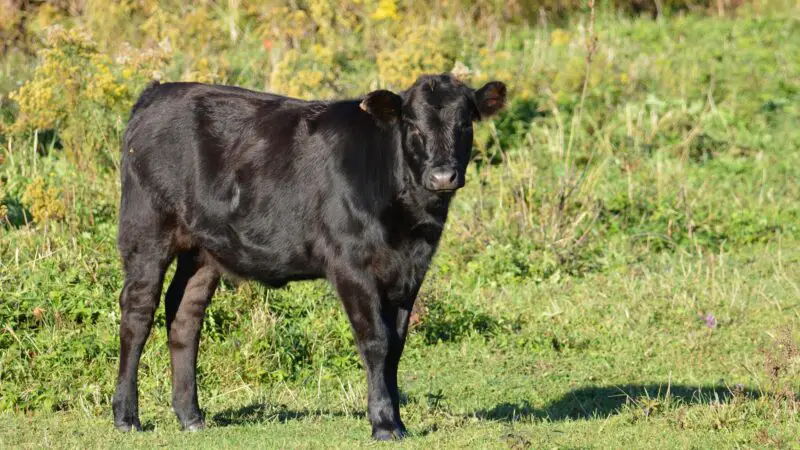 Black Angus