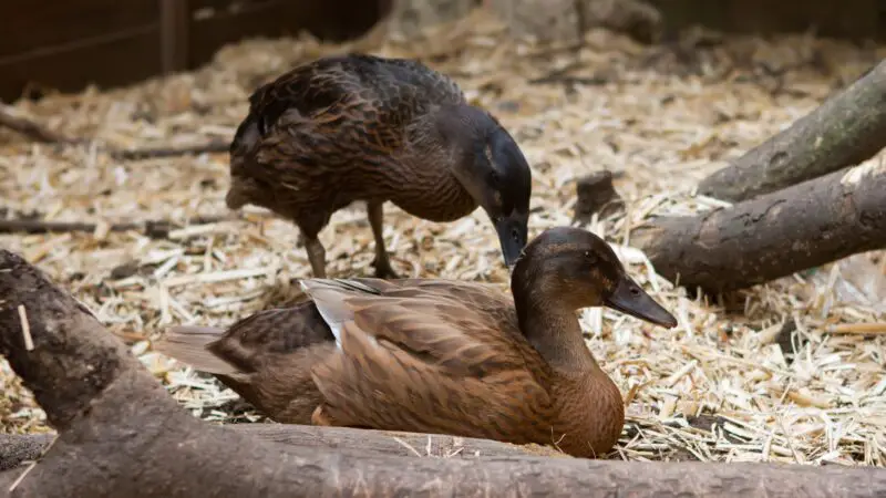 Breeding Campbell Ducks