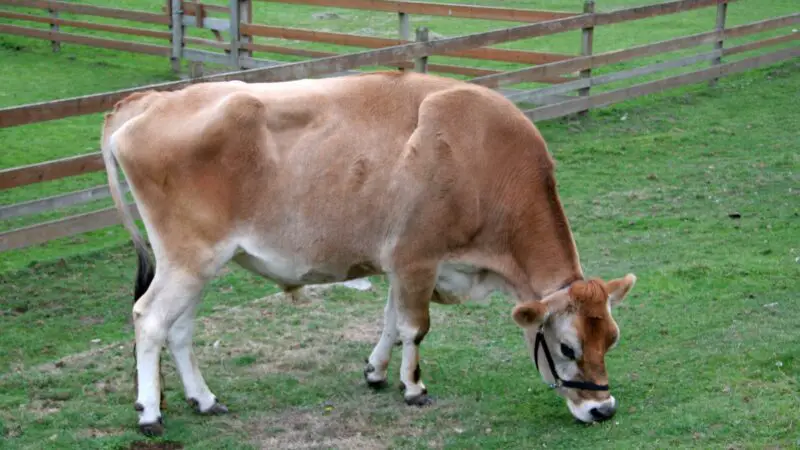 Brown Swiss