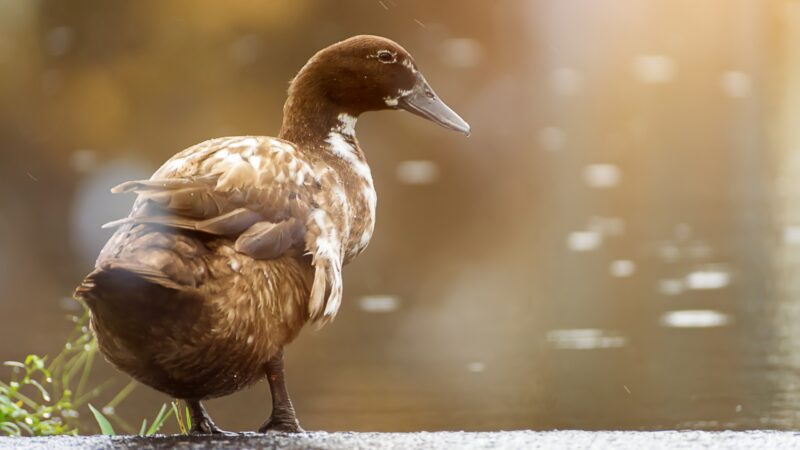 Campbell Duck Identification