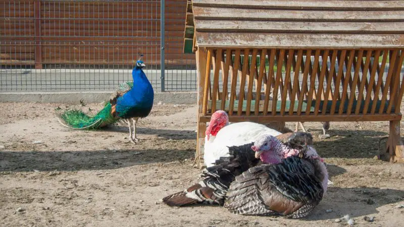 Can Peacocks and Turkeys Mate