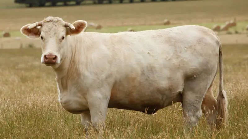 Charolais