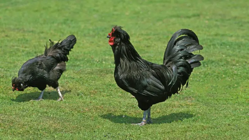 Crevecoeur Chicken Identification