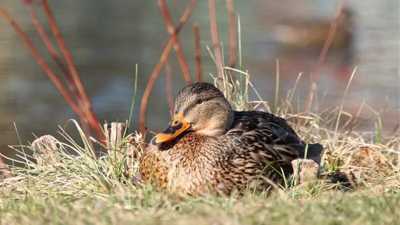 Do Wild Ducks Nest in Your Backyard