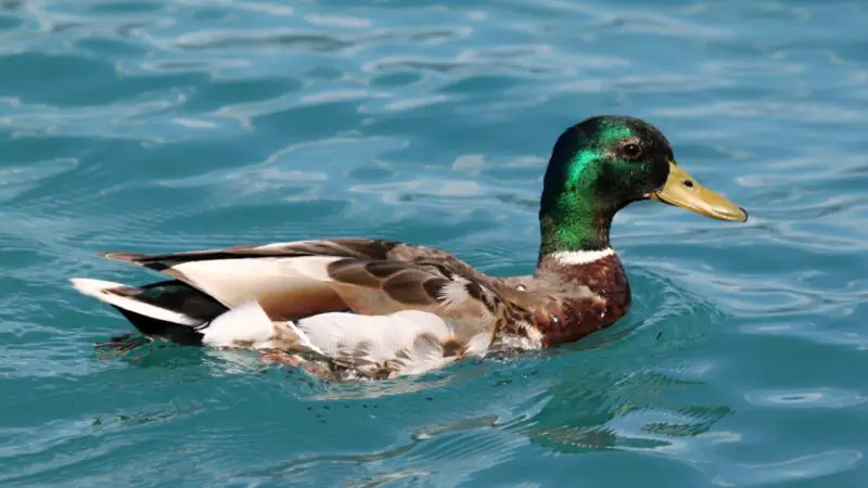 Dutch Hookbill Duck History