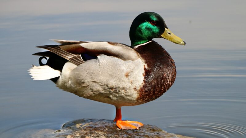 dutch hookbill ducks