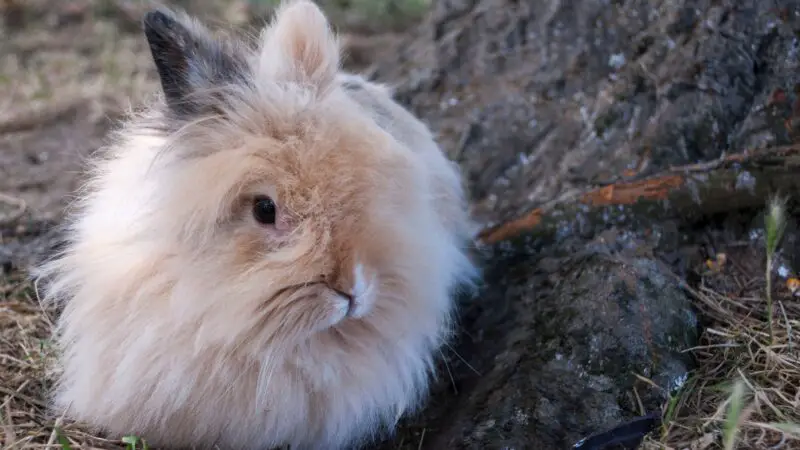 English Angora