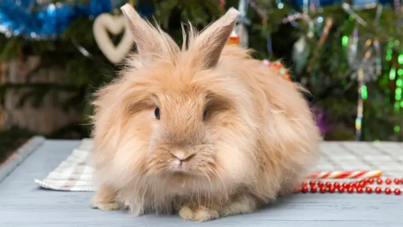 French Angora