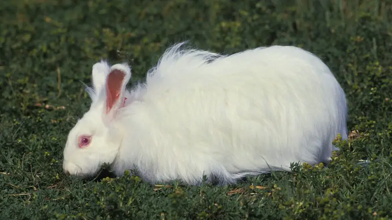 German Angora