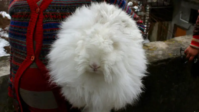 Giant Angora