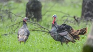 How Do Turkeys Mate? | All You Need to Know! - Farm and Chill