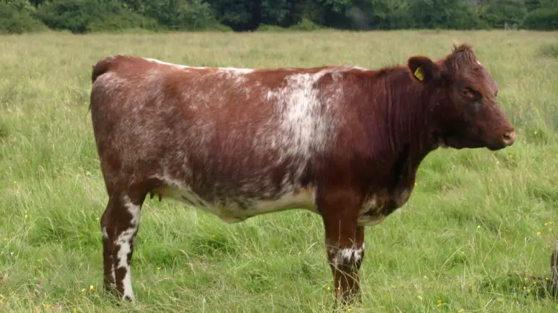 Milking Shorthorn